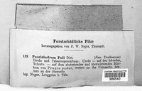 Thekopsora areolata image